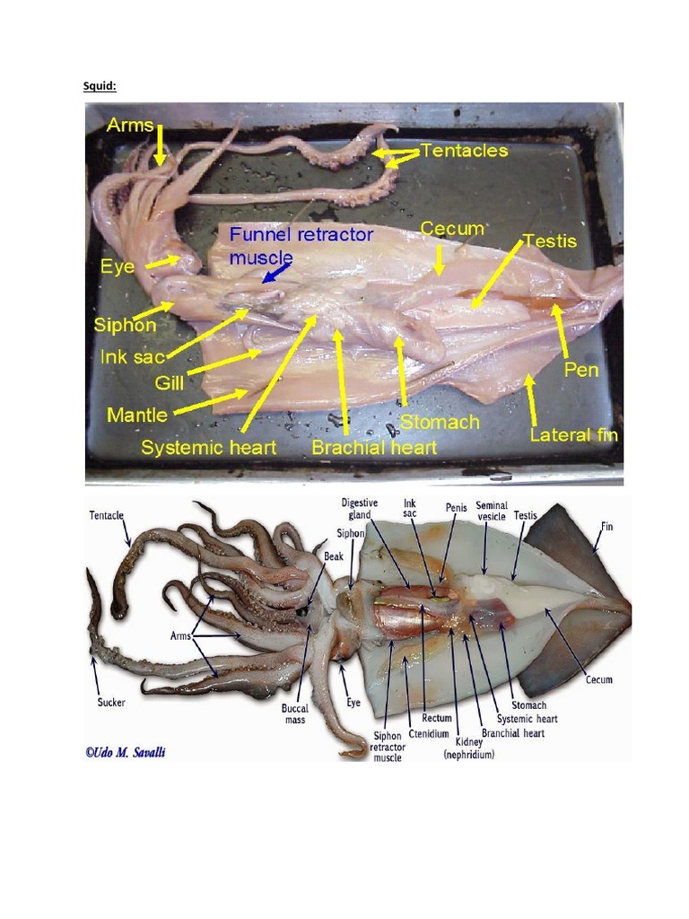 Squid Lab Dissection Organ (Anatomy) Animal Physiology