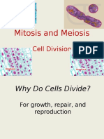 01 Mitosis-Meiosis