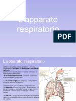 Apparato Respiratorio