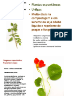 Plantas Medicinais Aromaticas e Condimentares