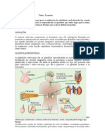 Sistema endócrino: hormônios e glândulas