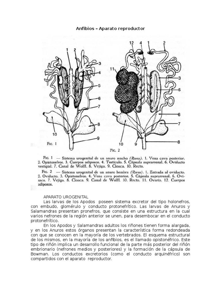 Aparato Reproductor de Los Anfibios | PDF | Riñón | Sistema urinario