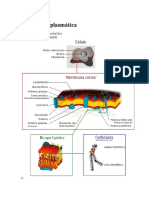 Membrana plasmática