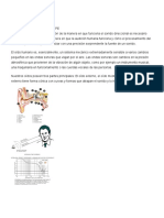 Cómo funciona la audición humana