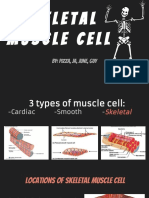 Skeletal Muscle Cell