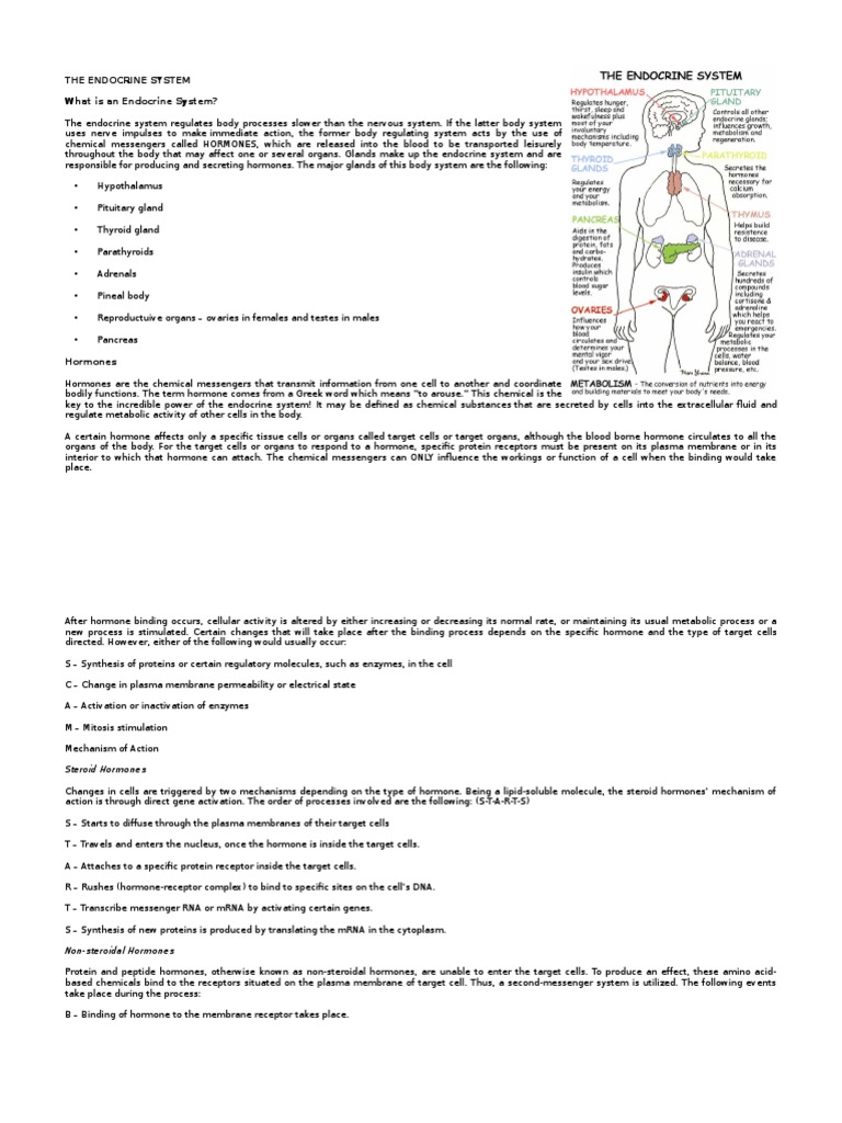 Endocrine and Urinary System | Download Free PDF | Urinary System | Hormone
