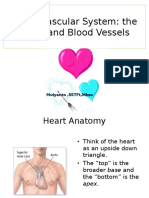 Cardiovascular Sytem