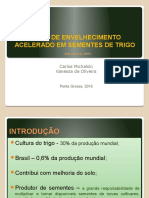 Teste de Envelhecimento Acelerado em Sementes de Trigo