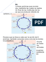 Ciclo Crebs Cadena Transporte Electrones 110321143514 Phpapp01