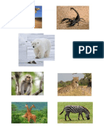 Animal in Different Four-Environments