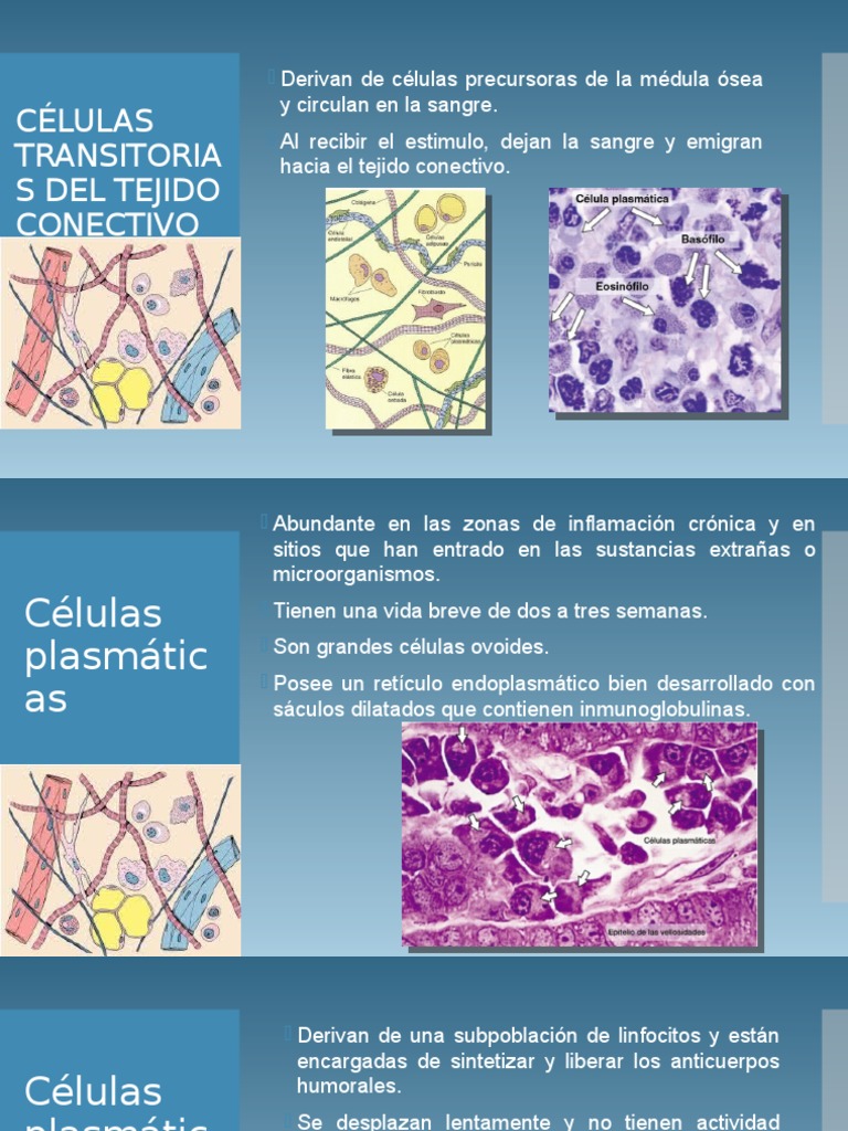Introducción al estudio del tejido conectivo PARTE II.pptx