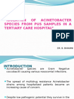 Acinetobacter