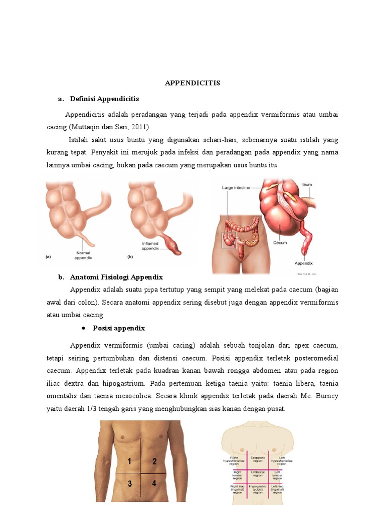 Lokasi dan Anatomi Apendiks | PDF