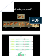 Mutaciones y Reparación