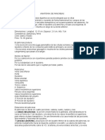 Anatomia de Pancreas