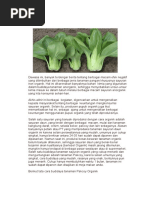 Budidaya Tanaman Sawi Pakcoy 