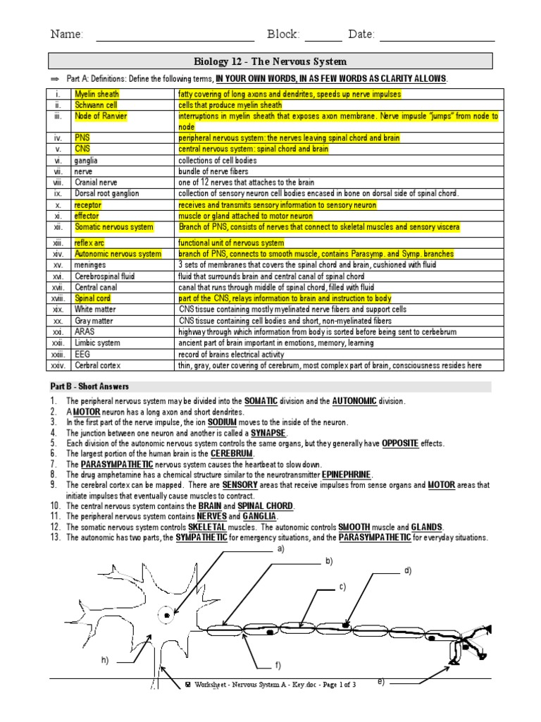 nervous-system-worksheet-3rd-grade-human-body-worksheets-science-worksheets-third-grade