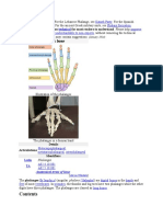 Phalanges