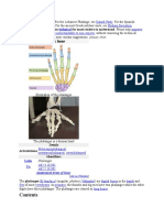 Phalanx Bone: Technical