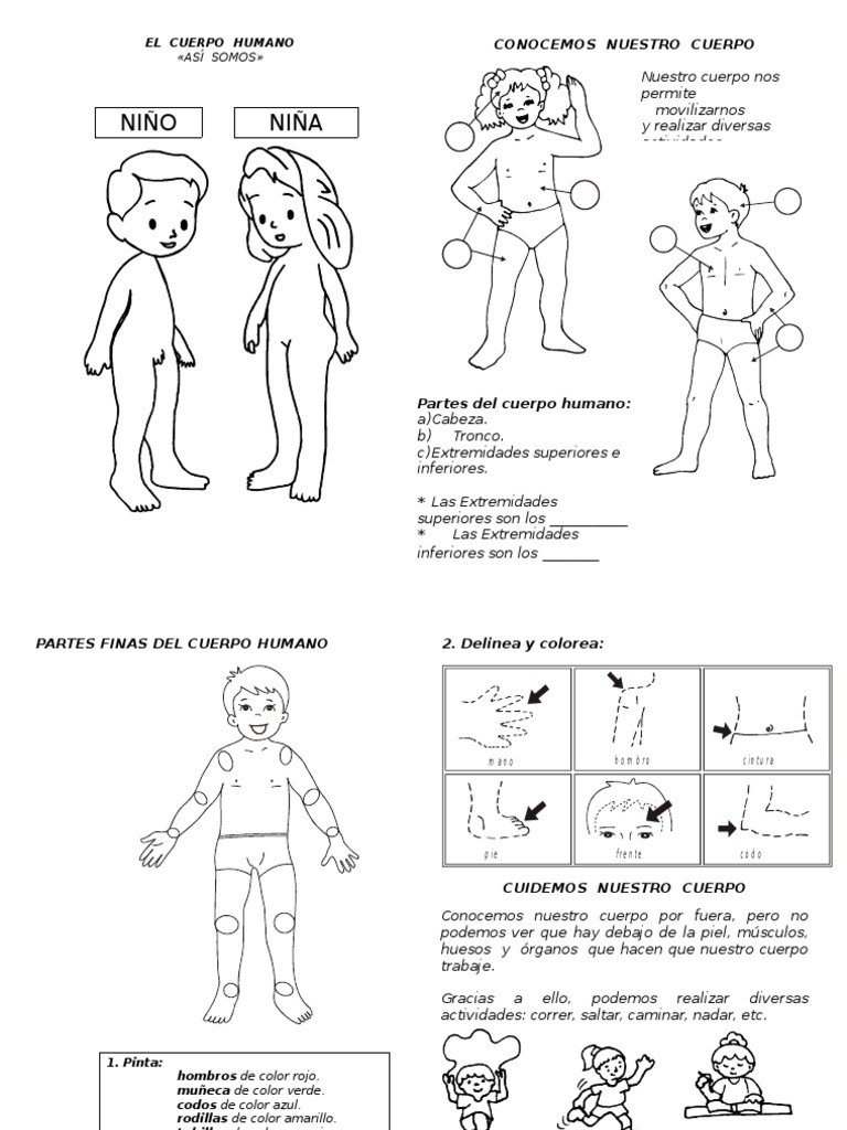 Primer Grado PDF Cuerpo humano Color