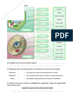 Ejercicios Naturales 5º 6º Primaria