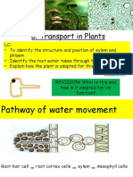 Transport in Plants