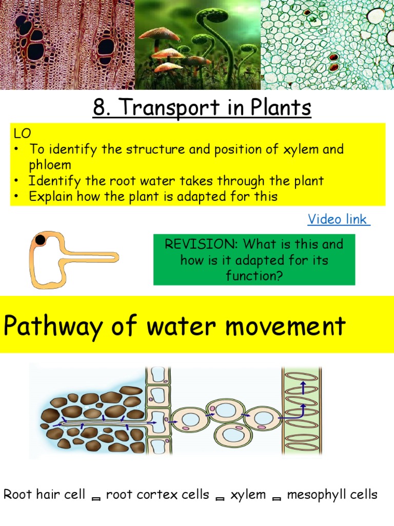Transport in Plants PDF Root Plant Stem