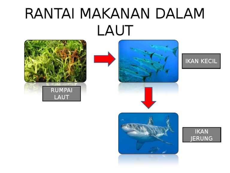 Rantai Makanan Dalam Laut Ppt