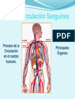 La Circulación Sanguínea