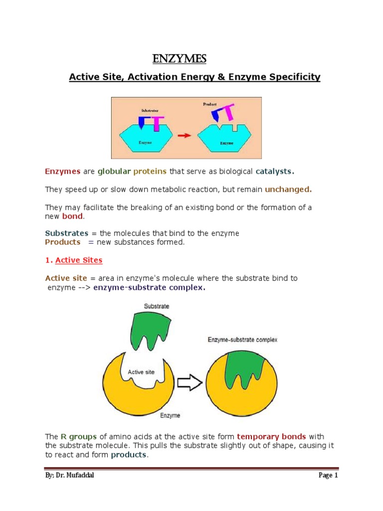 Enzymes (AS Level Bio) | PDF | Active Site | Enzyme