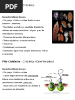 Aula de Cnidários.ppt