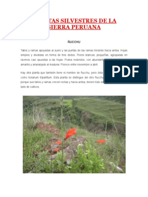 Plantas Silvestres De La Sierra Peruana Plantas Morfologia Vegetal