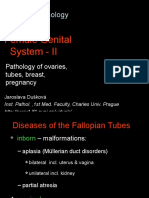 Female Genital II - Texts