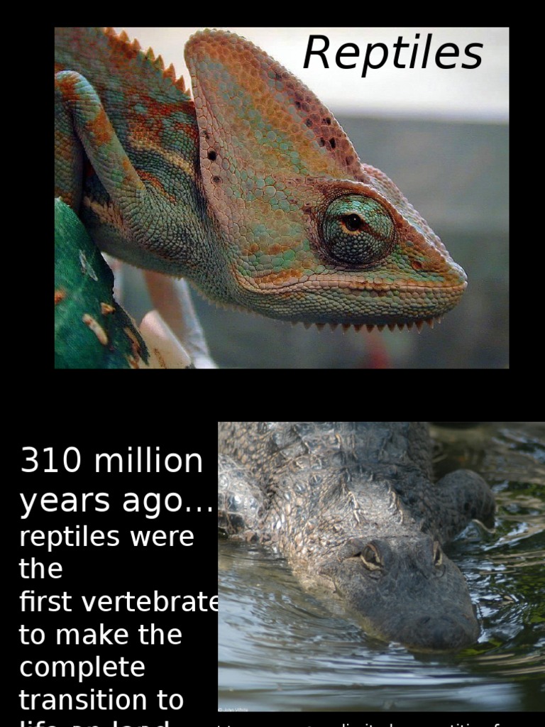 Reptiles Ppt Turtle Reptile Free 30day Trial Scribd