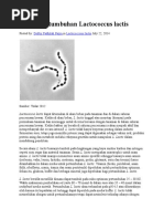 Pembuatan Keju Secara Fermentasi Oleh Bakteri Lactococcus 