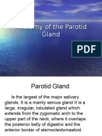 Anatomy of the Major Salivary Gland - Parotid