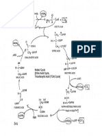 krebs cycle