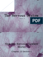 15-1 How the Nervous System Works Web