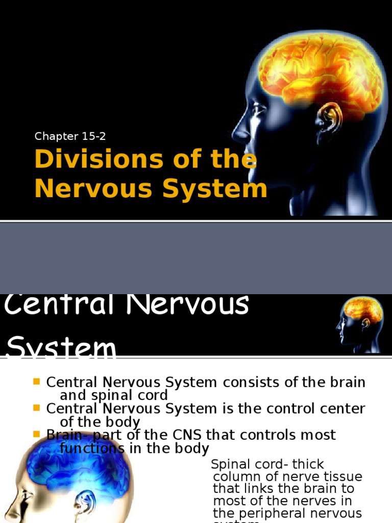 Divisions of The Nervous System: Chapter 15-2 | PDF | Central Nervous ...