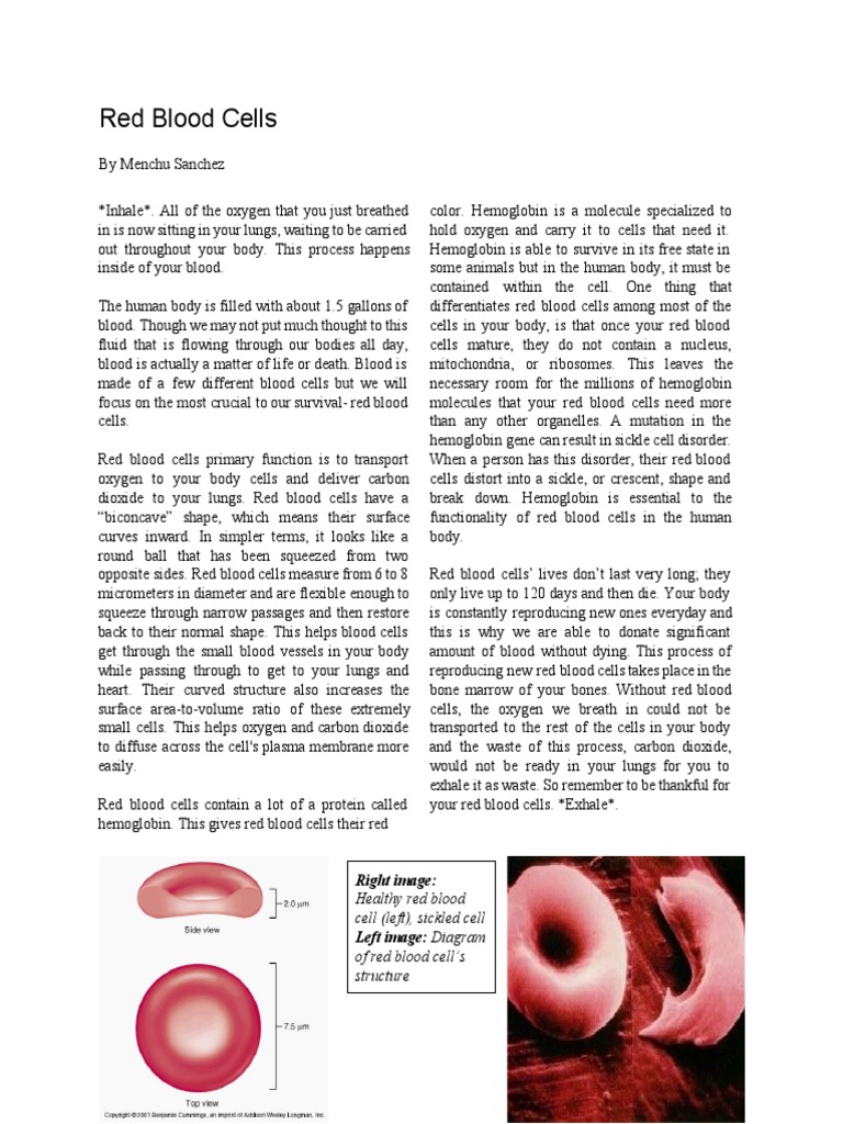 Red Blood Cells: Structure and Function | PDF | Blood | Red Blood Cell