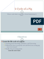 Life Cycle of A Pig: Where and What A Pig Does From Beginning To End