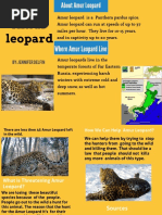 Amur Leopard - Endangered Species | PDF | Leopard | Organisms