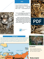 Amur Leopards Magdaleno