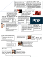 Linea de Tiempo Fecundacion Humana