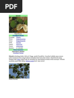 Download Kluwih by Osita Pabo SN302350994 doc pdf