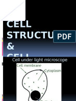 F4 C2 Cell Structure