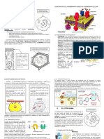 Estrcutura Celular