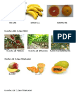 Frutas y Plantas