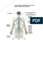 Sistema Nervioso Periférico Identificando Los Nervios Raquídeos