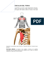 Músculos Del Torax y Abdomen